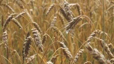 It is raining heavily on the crops. Raindrops on spikes. Wet rye in a cereal meadow