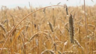 It is raining heavily on the crops. Raindrops on spikes. Wet rye in a cereal meadow