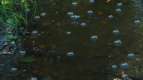 Raindrops Make Bubbles Fall Raining Heavily Global Warming Summer Europe — Vídeo de Stock