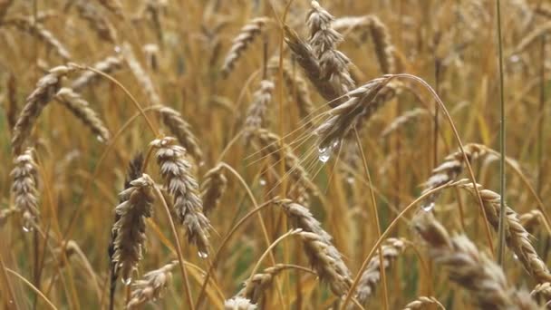 Raining Heavily Crops Raindrops Spikes Wet Rye Cereal Meadow — Stock video