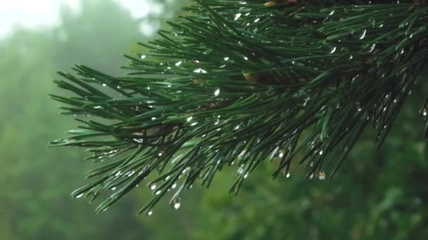 Raindrops Pine Branches Water Drops Needles Weather Forest Massif — Stok video