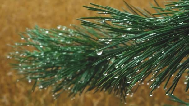Raindrops Pine Branches Water Drops Needles Weather Forest Massif — Vídeo de stock