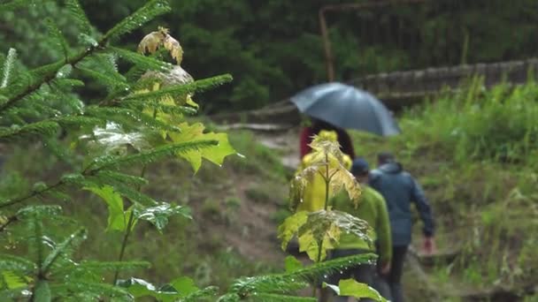 Men Walk Forest Rainy Weather People Looking Missing Child Forest — Stockvideo