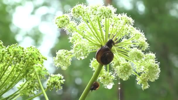 Snails Hid Rain Flower — Video Stock