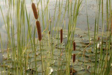 Brown swallowtails of water grass