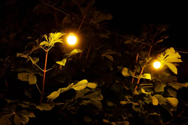 Outdoor lamps near the tree at night. Chestnut green leaves at night