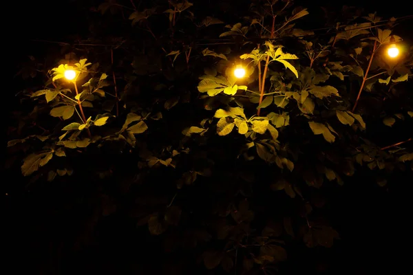 Outdoor lamps near the tree at night. Chestnut green leaves at night