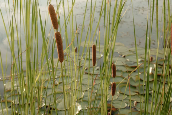 Brown swallowtails of water grass
