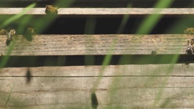 The beehive is full of bees. Bee collecting nectar pollen on sunny day slow motion. Working active bees fly