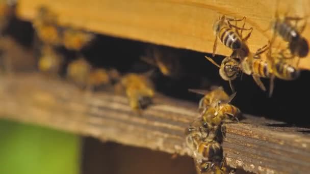 Beehive Full Bees Bee Collecting Nectar Pollen Sunny Day Slow — Stockvideo