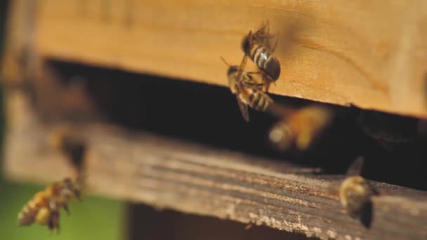 Улей Полон Пчёл Пчела Собирает Нектар Пыльцы Солнечный День Замедленной — стоковое видео