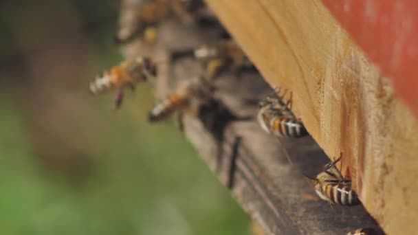 Beehive Full Bees Bee Collecting Nectar Pollen Sunny Day Slow — Stok video