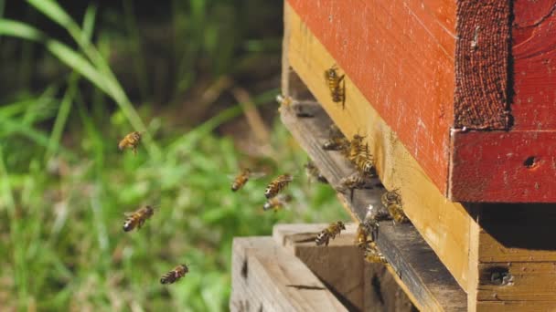 Beehive Full Bees Bee Collecting Nectar Pollen Sunny Day Slow — Stok Video