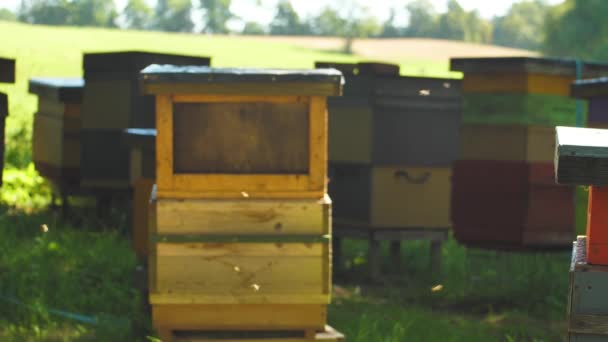 Beehive Full Bees Bee Collecting Nectar Pollen Sunny Day Slow — Vídeo de Stock