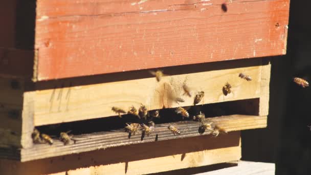 Beehive Full Bees Bee Collecting Nectar Pollen Sunny Day Slow — Vídeo de stock