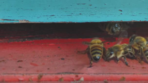 Beehive Full Bees Bee Collecting Nectar Pollen Sunny Day Slow — Stok video