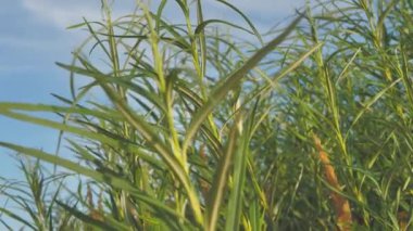 Green bushes protect the seashore. Bush Willow with leaves moving in the wind