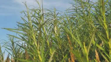 Green bushes protect the seashore. Bush Willow with leaves moving in the wind