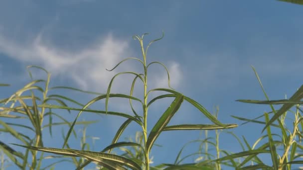 Green Bushes Protect Seashore Bush Willow Leaves Moving Wind — Videoclip de stoc