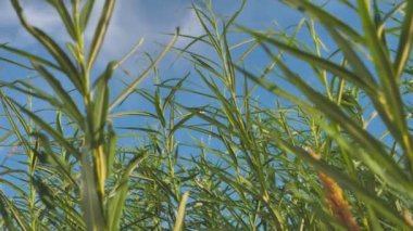 Green bushes protect the seashore. Bush Willow with leaves moving in the wind