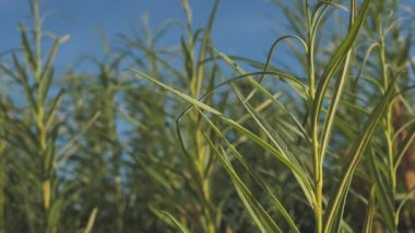 Green bushes protect the seashore. Bush Willow with leaves moving in the wind