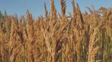 The Dry Grass Moves In The Wind On The Sea Shore. The Dry Grass Is Moved By The Wind. Sunset With Dry Moving Grass