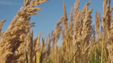 Dry Grass Moves In The Wind On The Sea Shore. The Dry Grass Is Moved By The Wind. Sunset With Dry Moving Grass