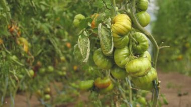 Tomato greenhouse with a good harvest. Tomatoes in different colors with different species.