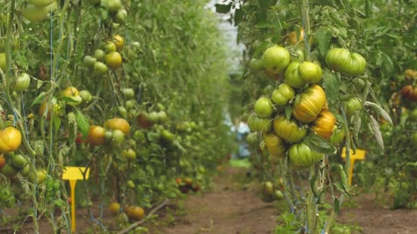 Tomato Greenhouse Good Harvest Tomatoes Different Colors Different Species — Videoclip de stoc