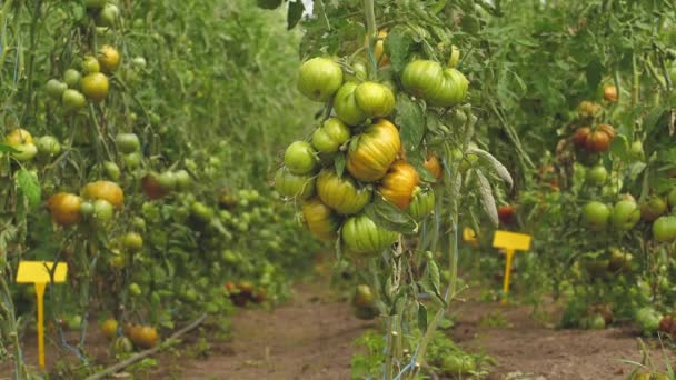 Tomato Greenhouse Good Harvest Tomatoes Different Colors Different Species — 图库视频影像