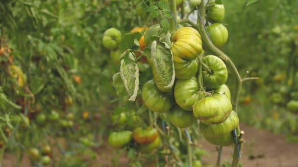 Tomato Greenhouse Good Harvest Tomatoes Different Colors Different Species — Video Stock