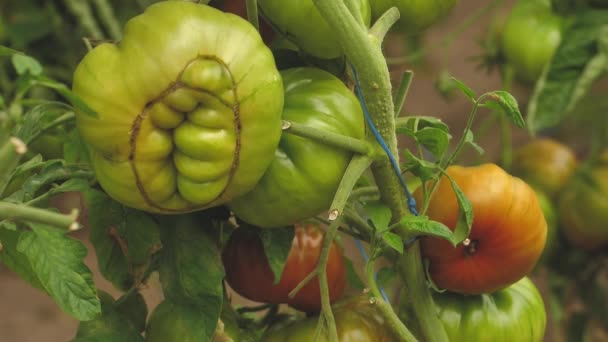 Tomato Greenhouse Good Harvest Tomatoes Different Colors Different Species — Stockvideo
