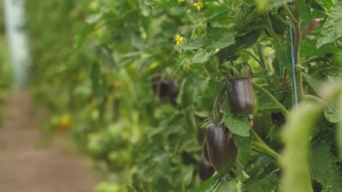 Tomato greenhouse with a good harvest. Tomatoes in different colors with different species.