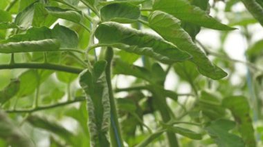 Tomato greenhouse with a good harvest. Tomatoes in different colors with different species.