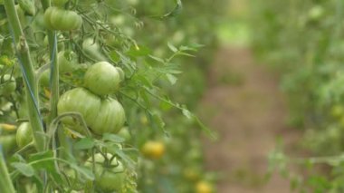Tomato greenhouse with a good harvest. Tomatoes in different colors with different species.