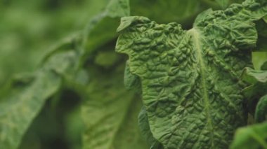 Tomato greenhouse with a good harvest. Tomatoes in different colors with different species.