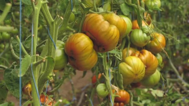 Tomato Greenhouse Good Harvest Tomatoes Different Colors Different Species — Wideo stockowe