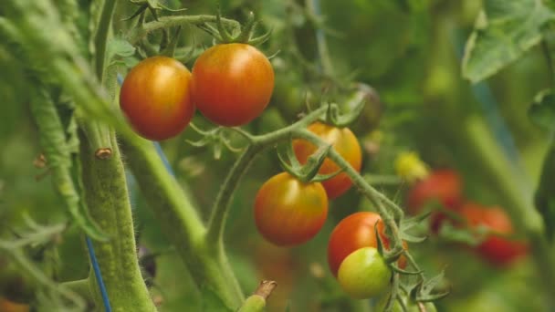 Tomato Greenhouse Good Harvest Tomatoes Different Colors Different Species — Video