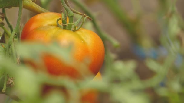 Tomato Greenhouse Good Harvest Tomatoes Different Colors Different Species — Vídeo de Stock