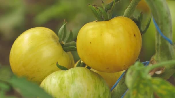 Ένα Θερμοκήπιο Ντομάτας Καλή Σοδειά Ντομάτες Διάφορα Χρώματα Διαφορετικά Είδη — Αρχείο Βίντεο