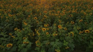 Drone video of a field of sunflowers at a beautiful evening sunset. Slow motion of the camera in an agricultural sunflower crop field. Aerial view of sunflowers on a summer evening day