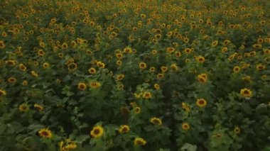 Drone video of a field of sunflowers at a beautiful evening sunset. Slow motion of the camera in an agricultural sunflower crop field. Aerial view of sunflowers on a summer evening day