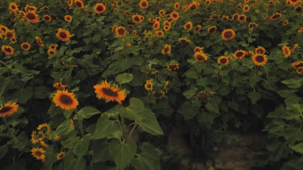 Drone Video Field Sunflowers Beautiful Evening Sunset Slow Motion Camera — Stok video