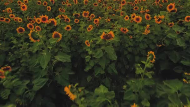 Drone Video Field Sunflowers Beautiful Evening Sunset Slow Motion Camera — Wideo stockowe