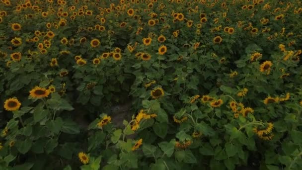 Drone Video Field Sunflowers Beautiful Evening Sunset Slow Motion Camera — Vídeo de Stock