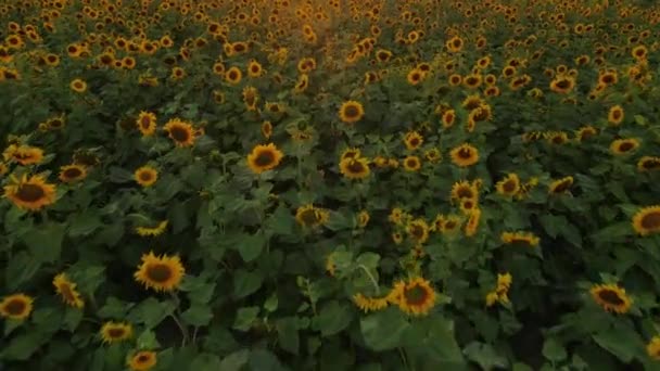 Дронне Відео Поля Соняшників Красивому Вечірньому Заході Сонця Повільний Рух — стокове відео