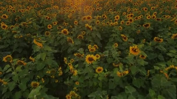 Drone Video Field Sunflowers Beautiful Evening Sunset Slow Motion Camera — Vídeo de Stock