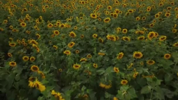 Drone Video Field Sunflowers Beautiful Evening Sunset Slow Motion Camera — Vídeo de Stock