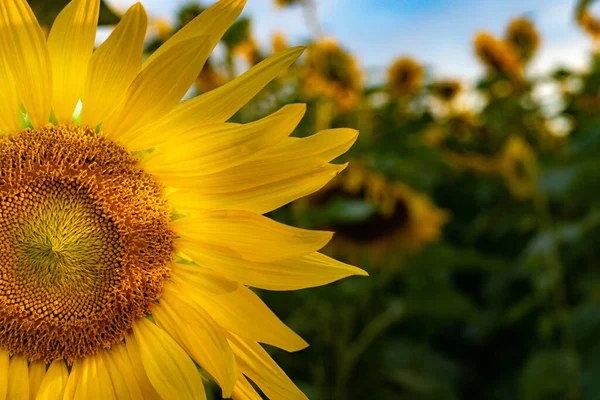 Sunflowers in the meadow at sunset. HDR colors on yellow flowers. The graininess of the picture is perfectly created. Support for Ukraine in growing sunflowers