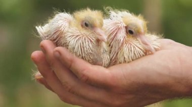 A human holds a baby pigeon on his palm. Newborn cute baby pigeons closeup in farmer hand.The newborn pigeon is small and beautiful. 